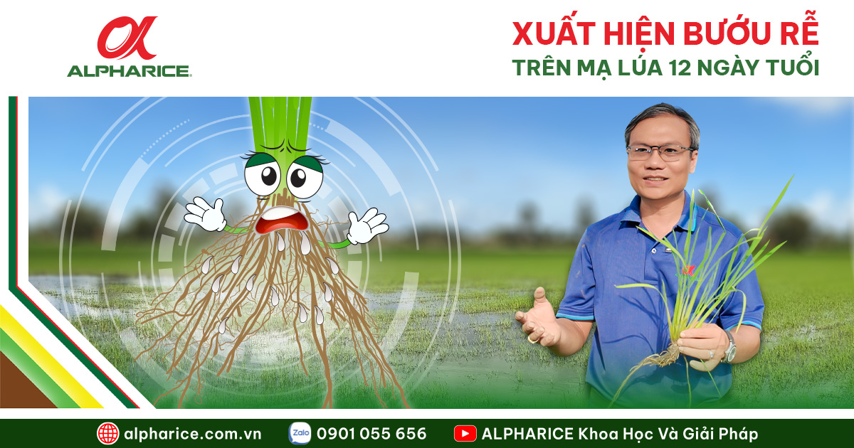 MẠ LÚA 12 NGÀY BỊ BƯỚU RỄ: NGUYÊN NHÂN & GIẢI PHÁP PHỤC HỒI