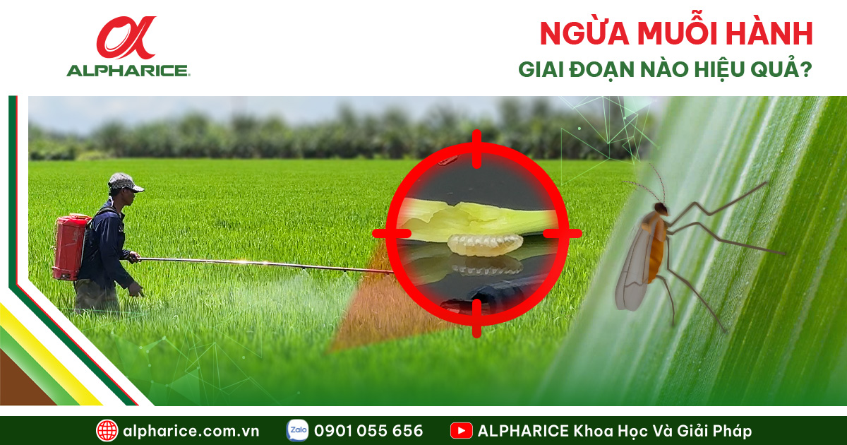 NGỪA MUỖI HÀNH TRÊN LÚA: GIAI ĐOẠN NÀO HIỆU QUẢ NHẤT?