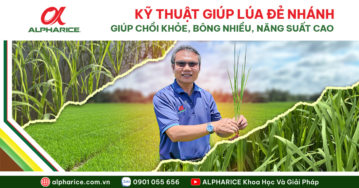 Kỹ thuật giúp luaqs đẻ nhánh