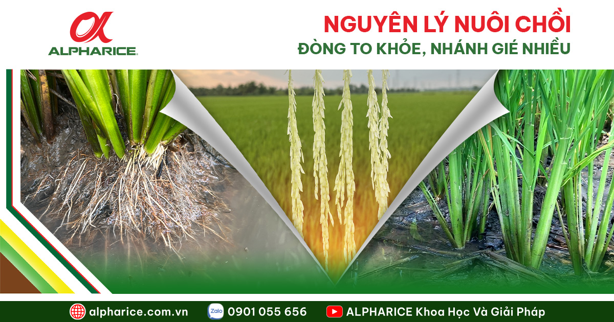 ảnh bài viết website (#36)