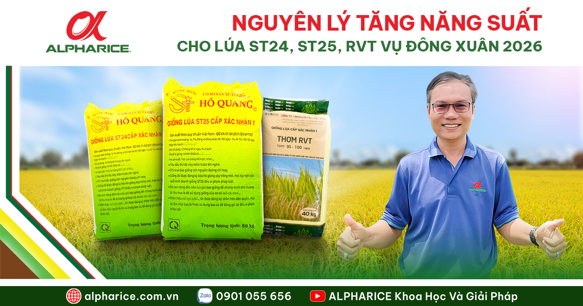 NGUYÊN LÝ TĂNG NĂNG SUẤT LÚA ST24, ST25, RVT VỤ ĐÔNG XUÂN