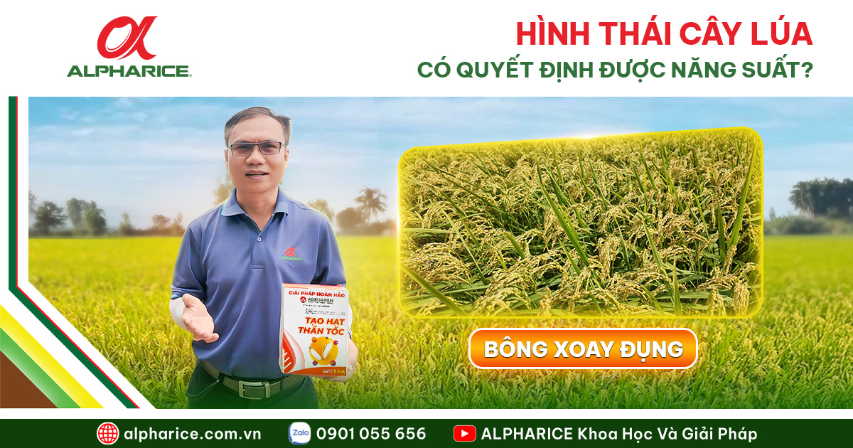 NHÌN BÔNG LÚA ĐOÁN NĂNG SUẤT – BÍ QUYẾT GIÚP ST25 NO HẠT