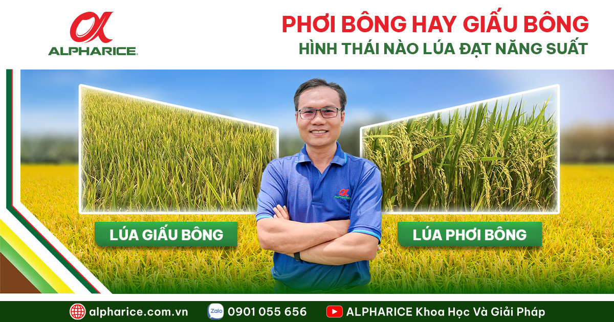 PHƠI BÔNG HAY GIẤU BÔNG: KIỂU HÌNH NÀO CHO NĂNG SUẤT CAO?