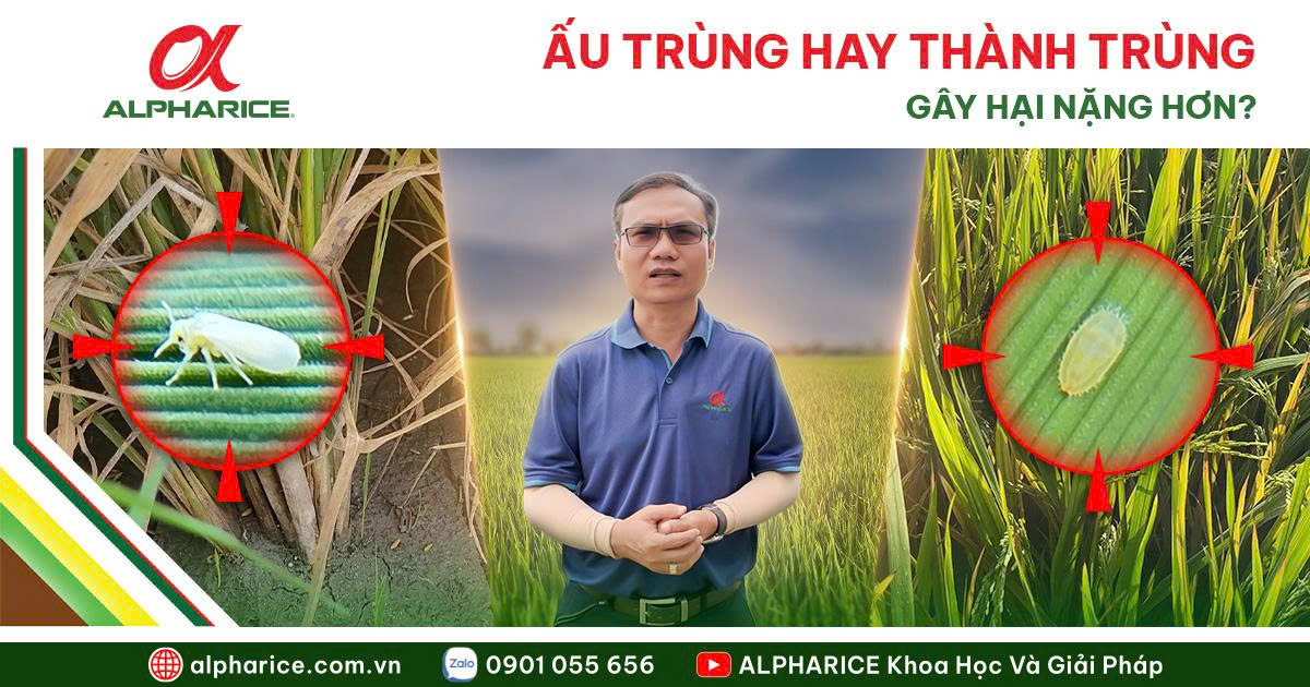 RẦY PHẤN TRẮNG HẠI MẠNH GIAI ĐOẠN NÀO? CÁCH PHÒNG HIỆU QUẢ