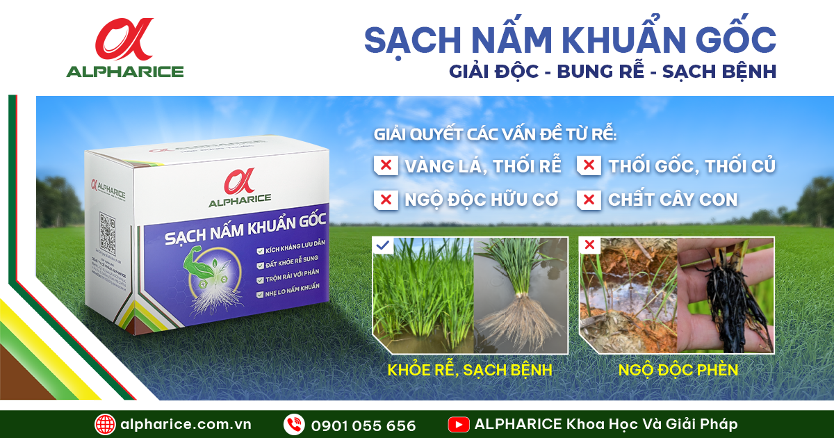 SẠCH NẤM KHUẨN GỐC