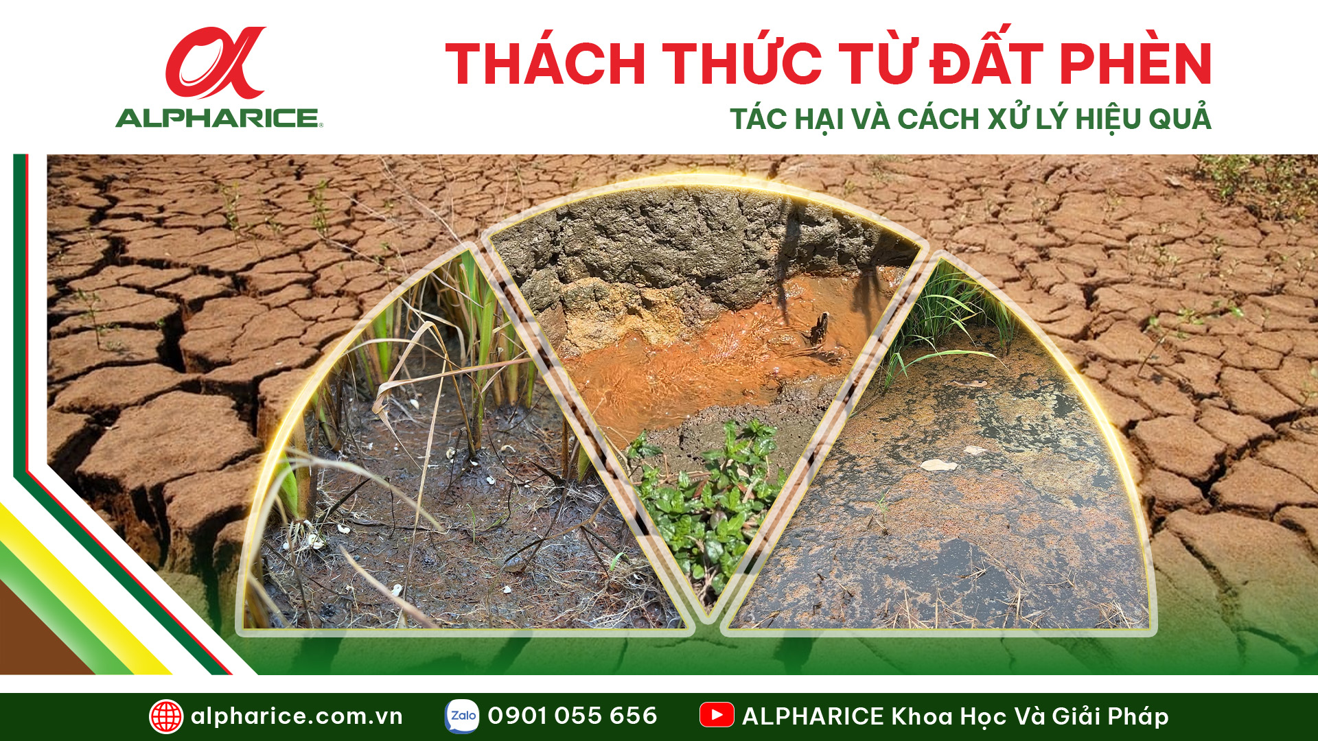 ẢNH HƯỞNG CỦA ĐẤT PHÈN VÀ BIỆN PHÁP CẢI TẠO HIỆU QUẢ CHO LÚA