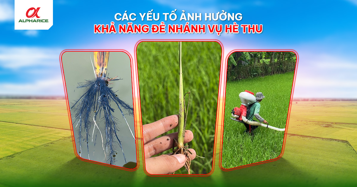 YẾU TỐ ẢNH HƯỞNG ĐẾN KHẢ NĂNG ĐẺ NHÁNH CỦA LÚA VỤ HÈ THU