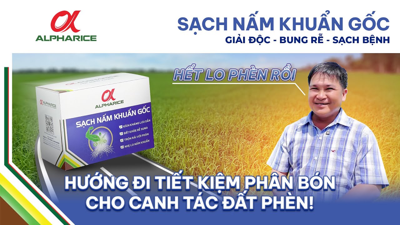 PHÈN GÂY NHỮNG ẢNH HƯỞNG GÌ TRÊN LÚA & PHÈN TÁC ĐỘNG GÌ ĐẾN GIAI ĐOẠN ĐẺ NHÁNH? | ALPHARICE