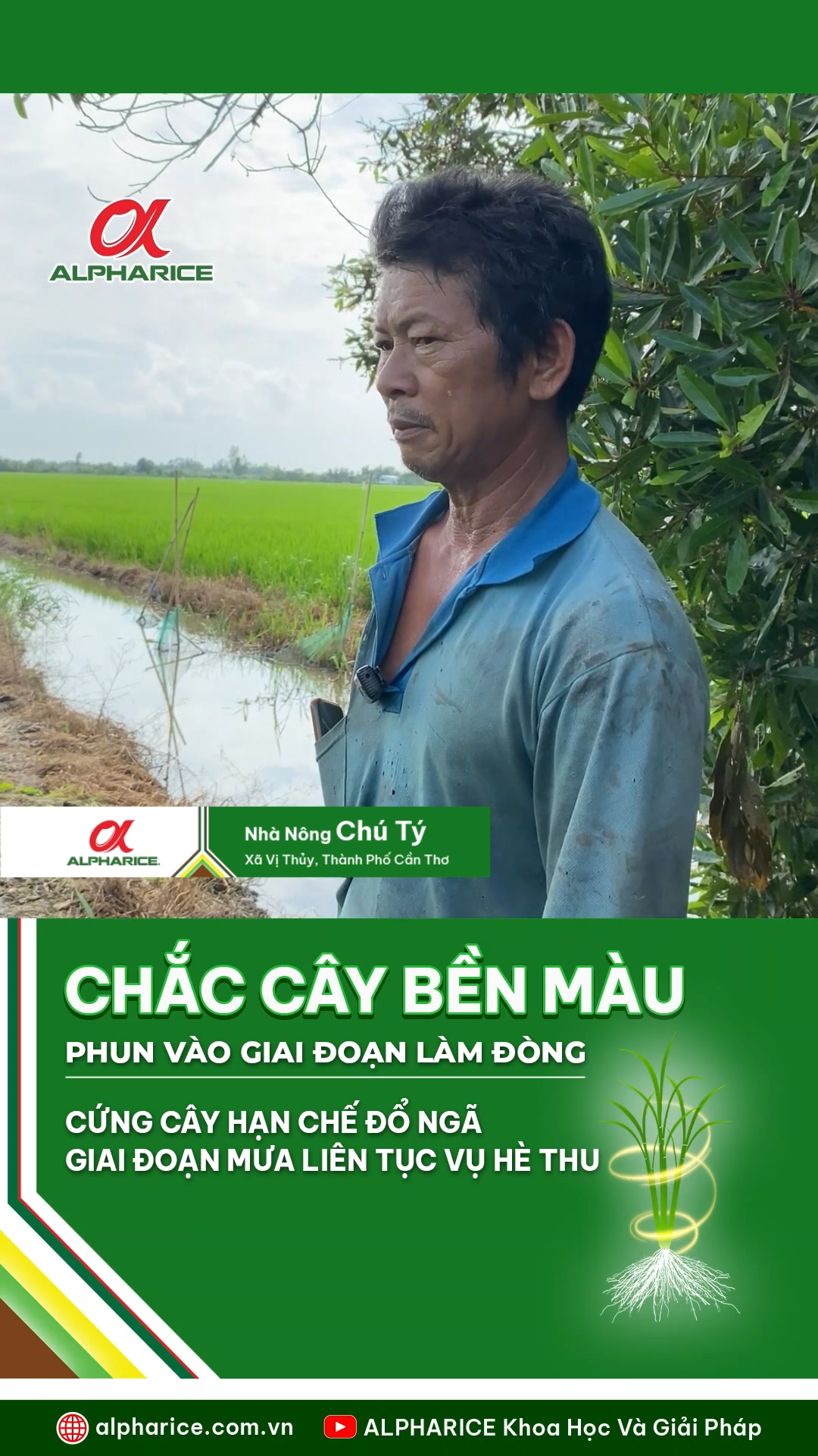 CỨNG CÂY HẠN CHẾ ĐỔ NGÃ GIAI ĐOẠN MƯA LIÊN TỤC VỤ HÈ THU