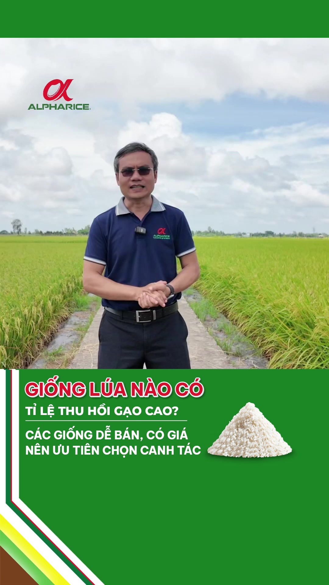 GIỐNG LÚA NÀO CÓ TỶ LỆ THU HỒI GẠO CAO?