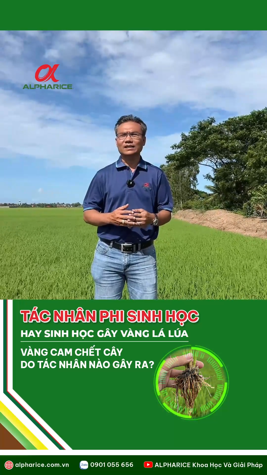 TÁC NHÂN PHI SINH HỌC HAY SINH HỌC GÂY VÀNG LÁ LÚA?