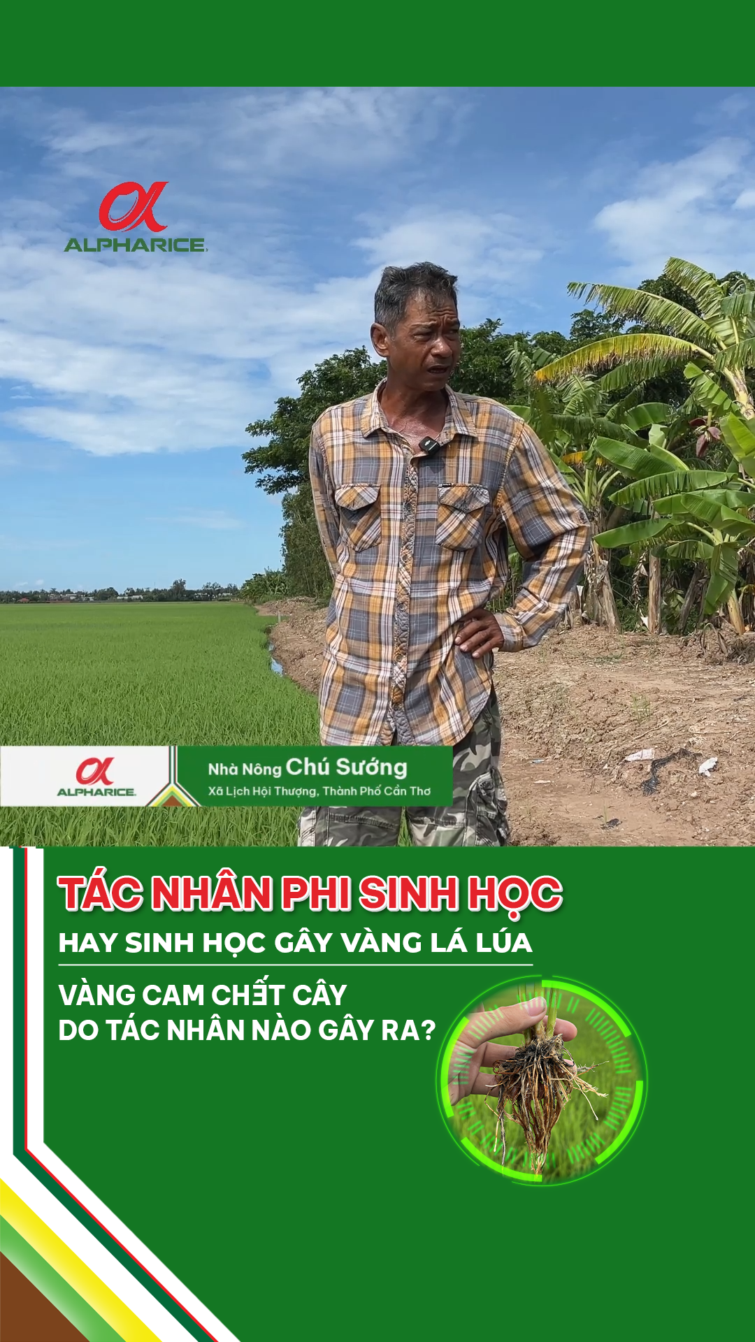 TÁC NHÂN PHI SINH HỌC HAY SINH HỌC GÂY VÀNG LÁ LÚA?