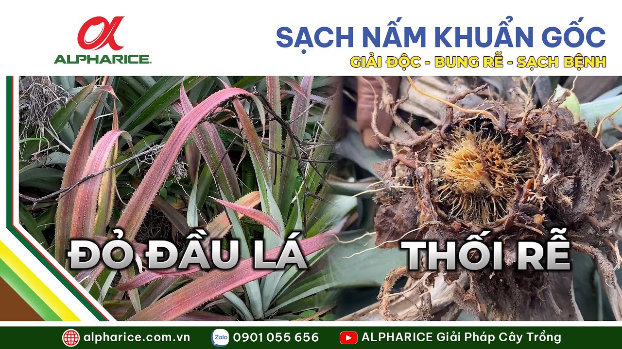 GIẢI PHÁP CỨU TINH CÂY KHÓM BỊ VÀNG LÁ THỐI RỄ