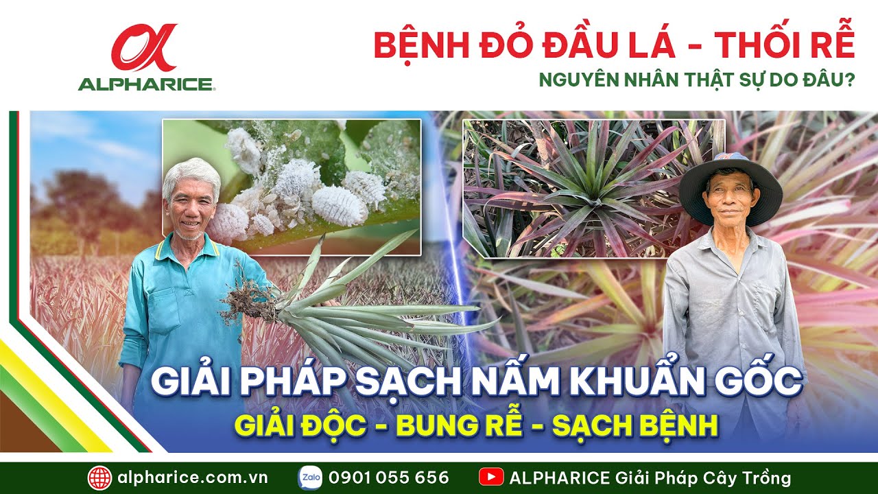 BỆNH ĐỎ ĐẦU LÁ TRÊN KHÓM NGUYÊN NHÂN CÓ PHẢI DO RỆP SÁP?