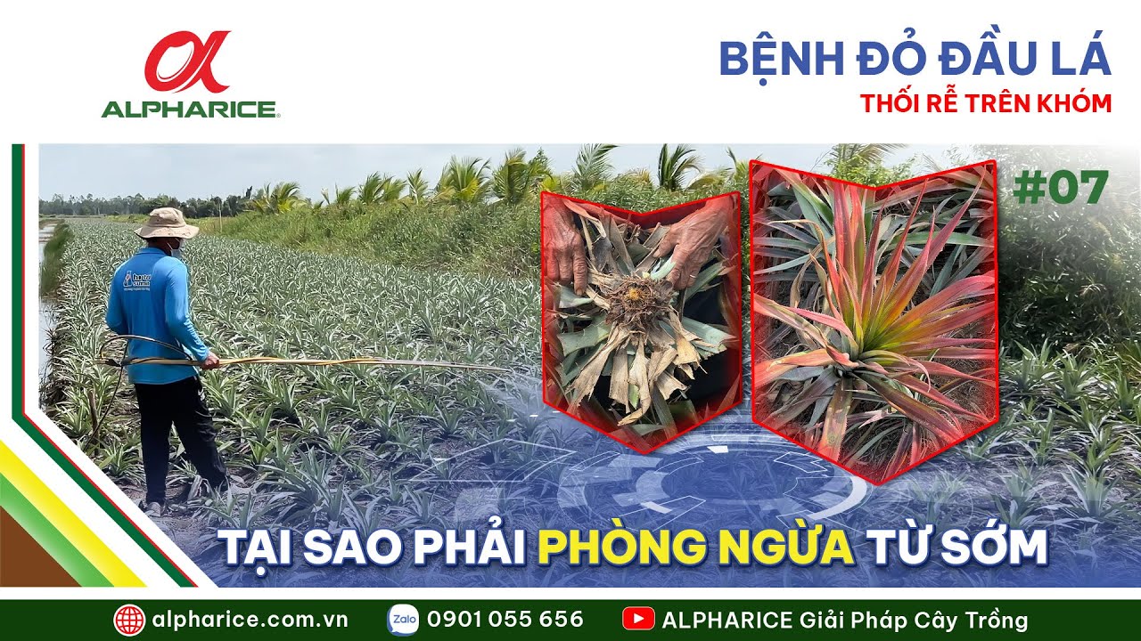 BỆNH ĐỎ ĐẦU LÁ, THỐI RỄ TRÊN KHÓM. TẠI SAO PHẢI PHÒNG NGỪA TỪ SỚM | ALPHARICE