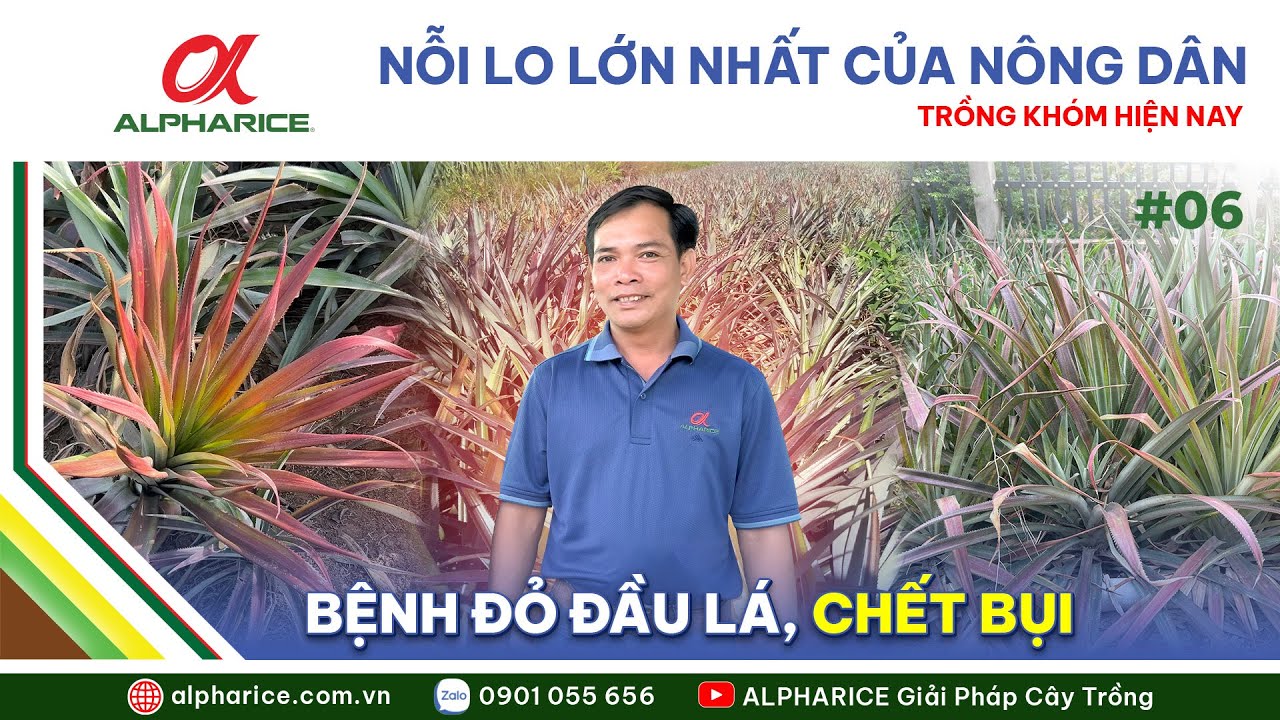 NỖI LO LỚN NHẤT CỦA NHÀ NÔNG TRỒNG KHÓM HIỆN NAY. BỆNH ĐỎ ĐẦU LÁ, CHẾT BỤI | ALPHARICE