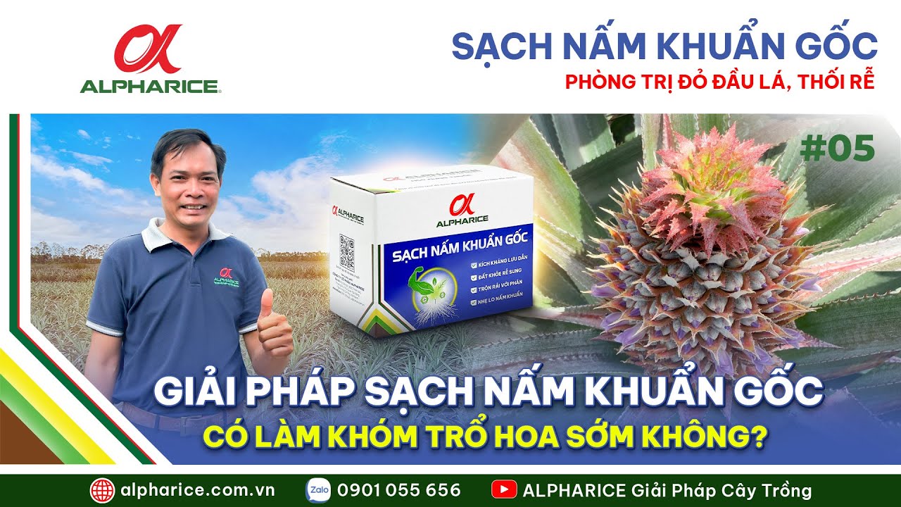 SẠCH NẤM KHUẨN GỐC CÓ LÀM KHÓM BỊ TRỔ HOA SỚM HAY KHÔNG? | ALPHARICE