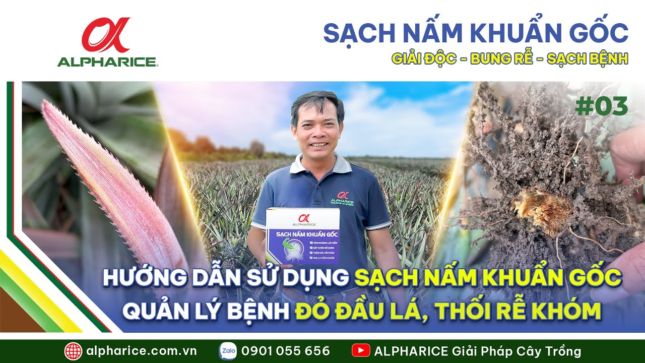 HƯỚNG DẪN SỬ DỤNG SẢN PHẨM SẠCH NẤM KHUẨN GỐC | ALPHARICE