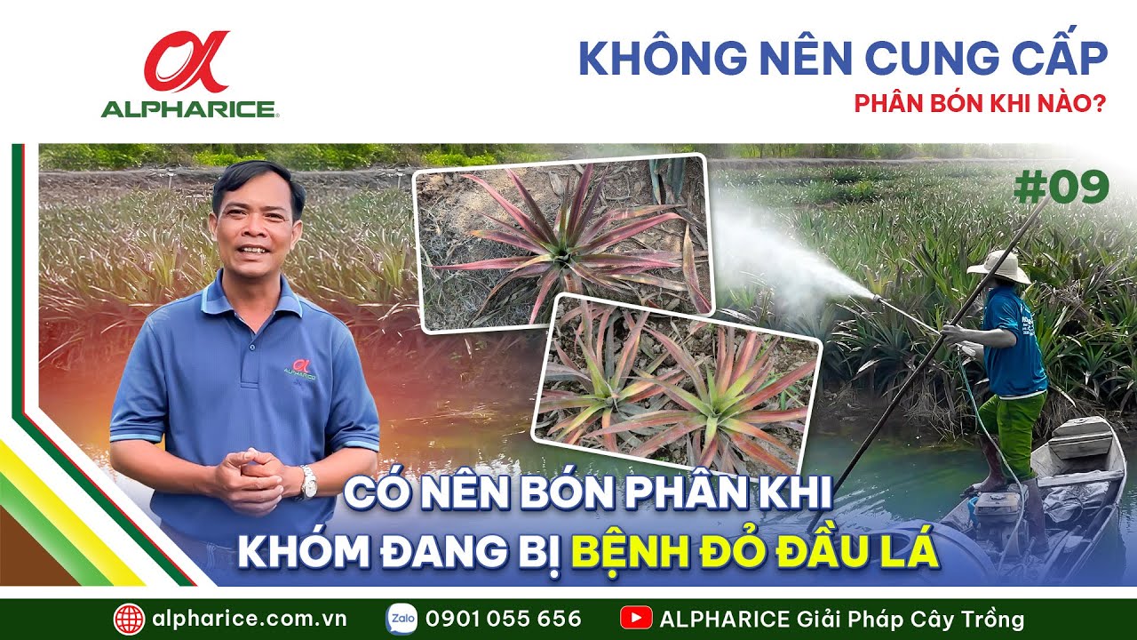 NÊN VÀ KHÔNG NÊN CUNG CẤP PHÂN BÓN KHI NÀO? | ALPHARICE