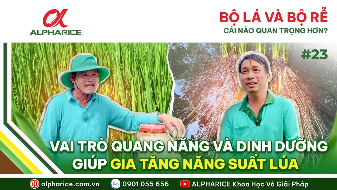 BỘ LÁ - BỘ RỄ PHỐI HỢP RA SAO? VAI TRÒ QUANG NĂNG VÀ DINH DƯỠNG GIÚP GIA TĂNG NĂNG SUẤT | ALPHARICE