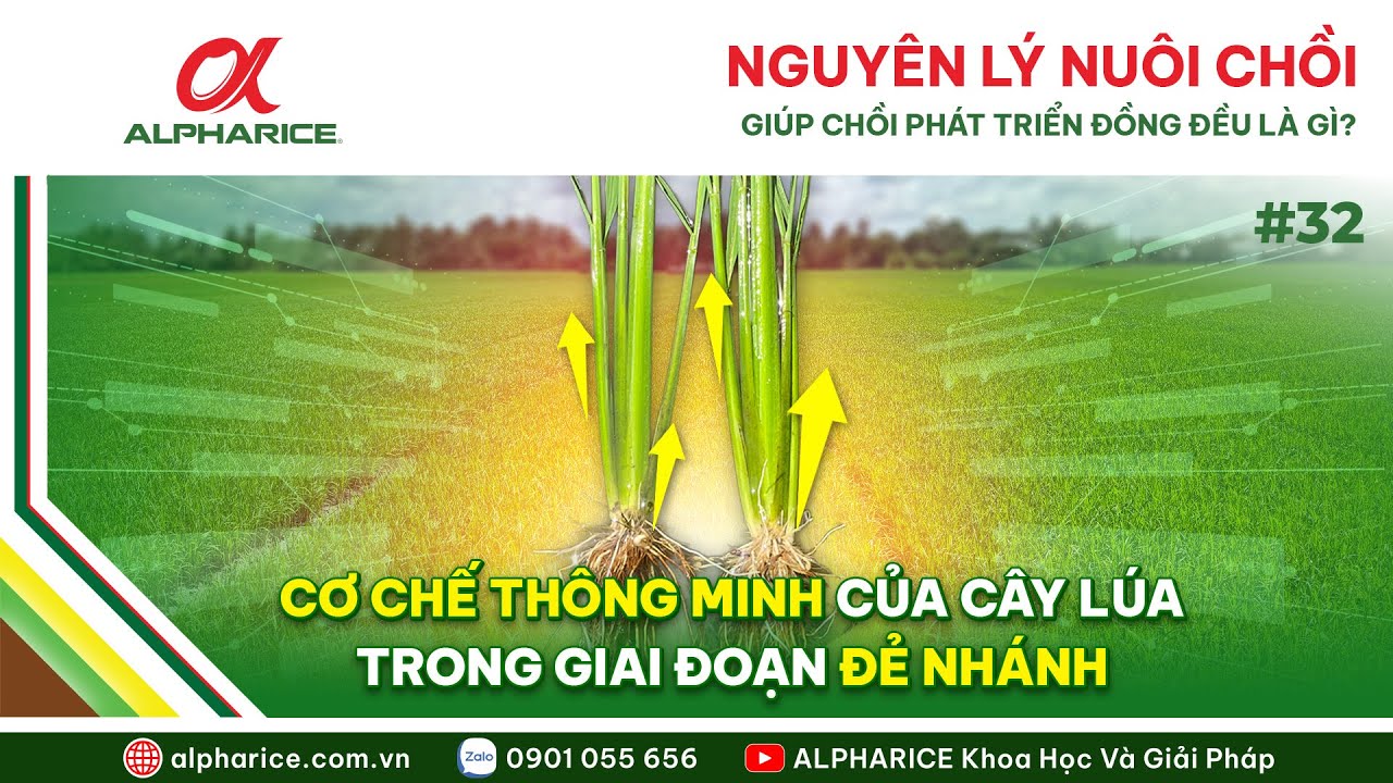 NGUYÊN LÝ NUÔI CHỒI ĐỒNG ĐỀU, CƠ CHẾ THÔNG MINH CỦA CÂY LÚA GIAI ĐOẠN ĐẺ NHÁNH | ALPHARICE
