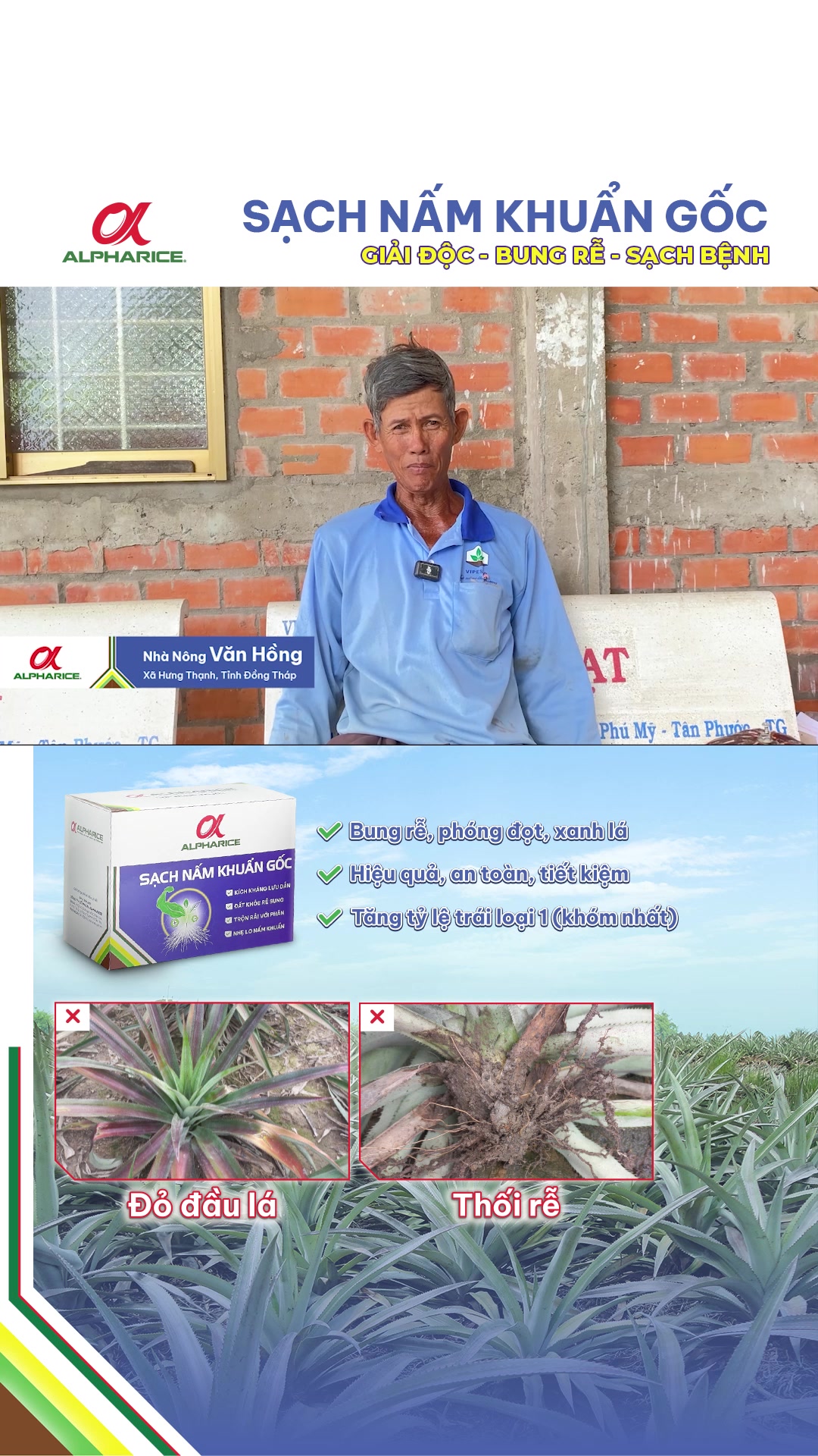 Giải pháp ngăn chặn đỏ giúp lá cho khóm khỏe, đạt năng suất