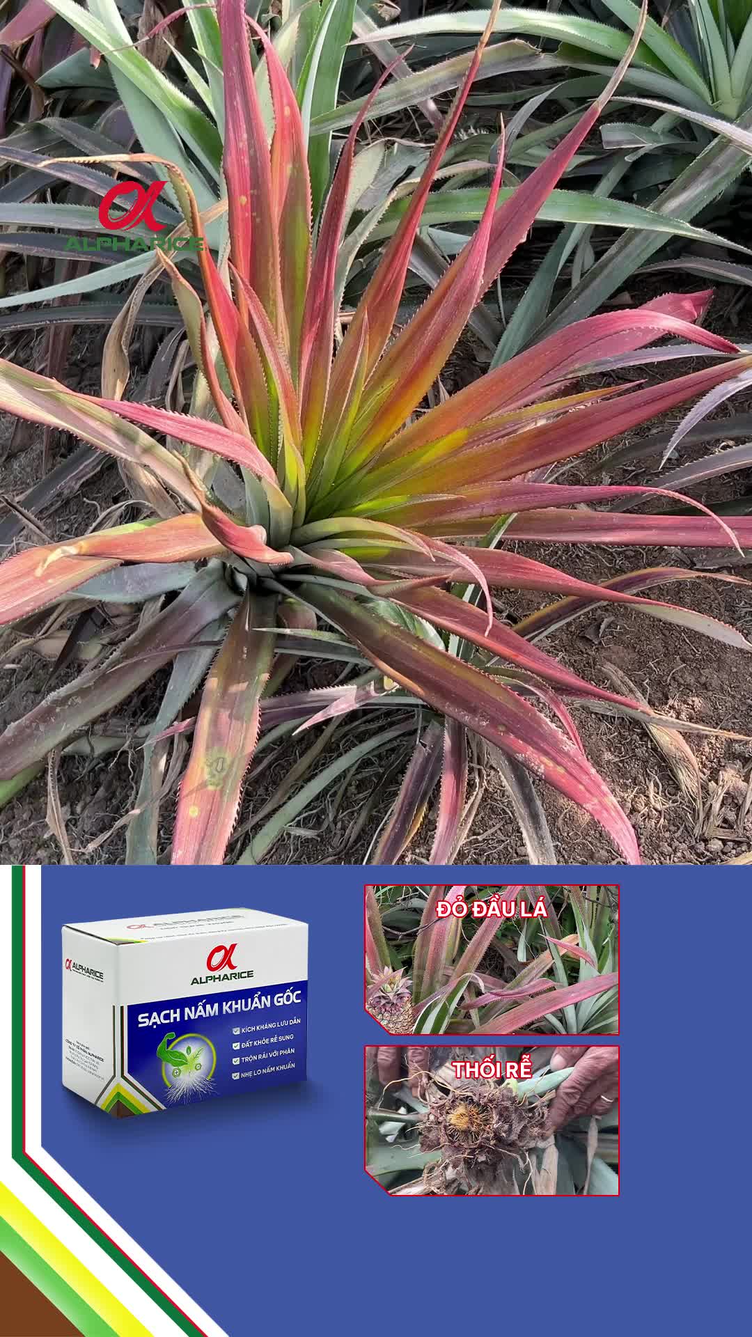 Ngăn chặn lá đỏ, bí quyết cho ruộng Khóm năng suất cao