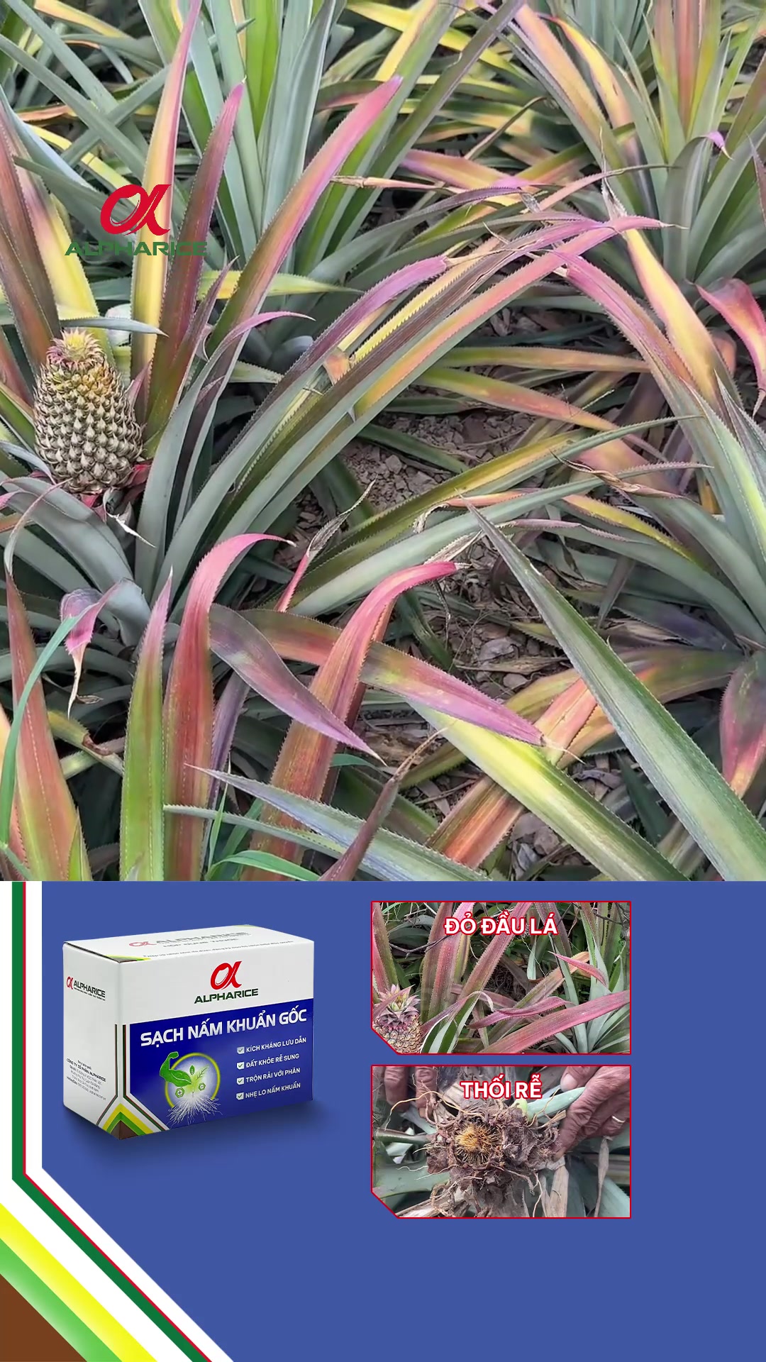 Khóm lá vàng rễ đã thu hồi nhờ Nấm Khuẩn Gốc