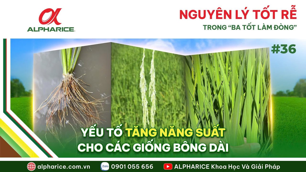 NGUYÊN LÝ TỐT RỄ TRONG “BA TỐT LÀM ĐÒNG” - YẾU TỐ TĂNG NĂNG SUẤT CHO CÁC GIỐNG BÔNG DÀI