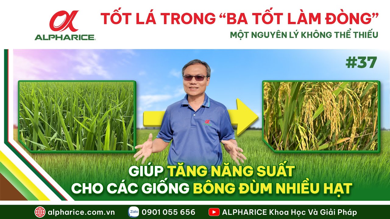 NGUYÊN LÝ KHỎE LÁ TRONG “BA TỐT LÀM ĐÒNG” - YẾU TỐ TĂNG NĂNG SUẤT CHO CÁC GIỐNG BÔNG ĐÙM NHIỀU HẠT