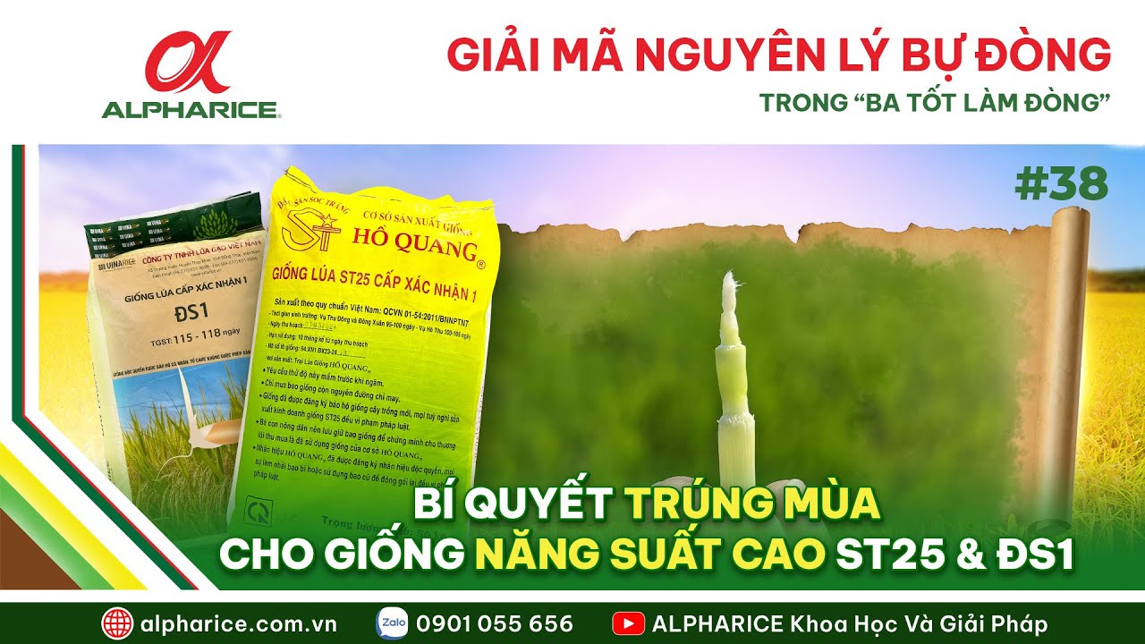 NGUYÊN LÝ BỰ ĐÒNG TRONG “BA TỐT LÀM ĐÒNG” - YẾU TỐ TRÚNG MÙA CHO GIỐNG NĂNG SUẤT CAO ST25 & DS1