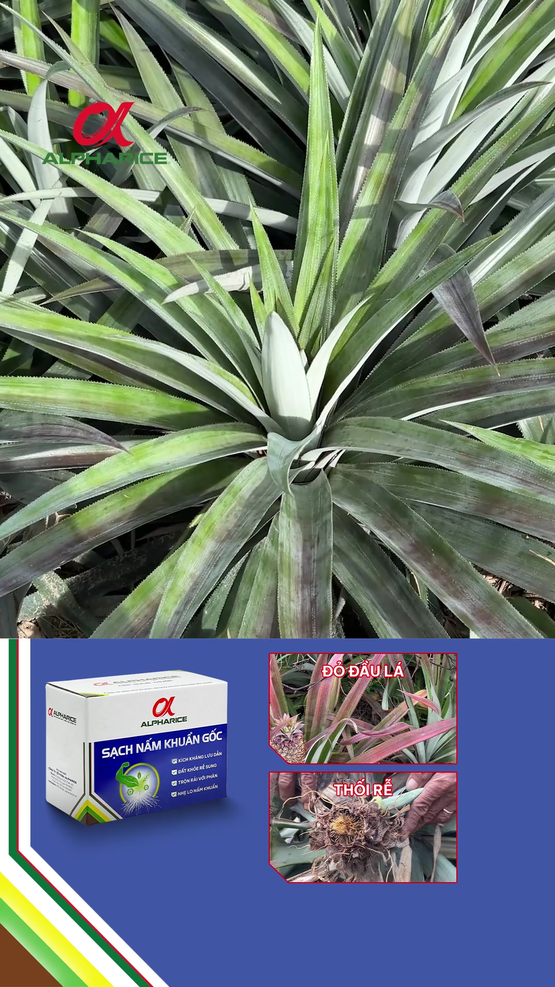 Bệnh đỏ đầu lá nay đã có giải pháp