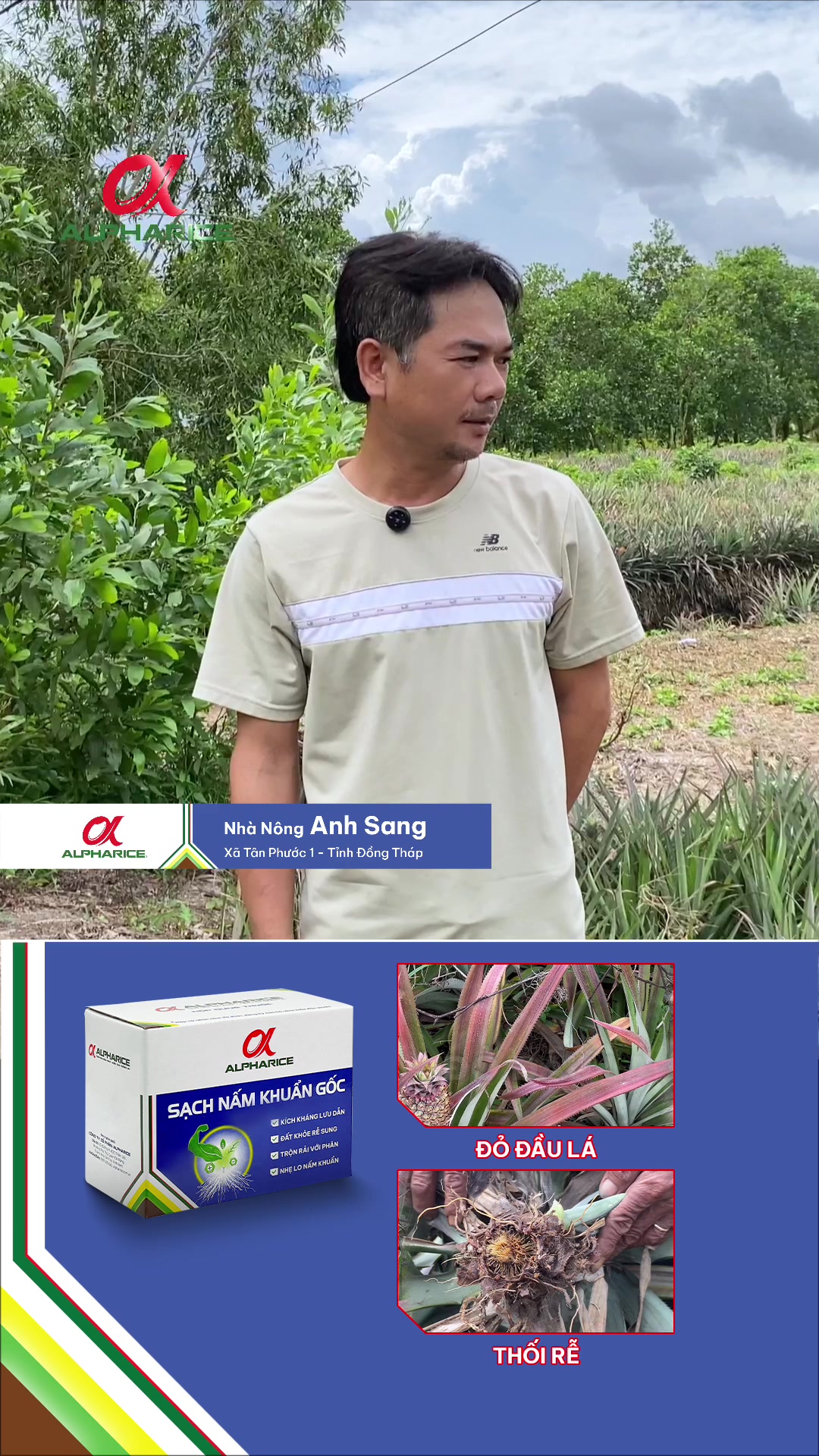 Rễ cứng như bê tông, khóm khỏe như lực sĩ