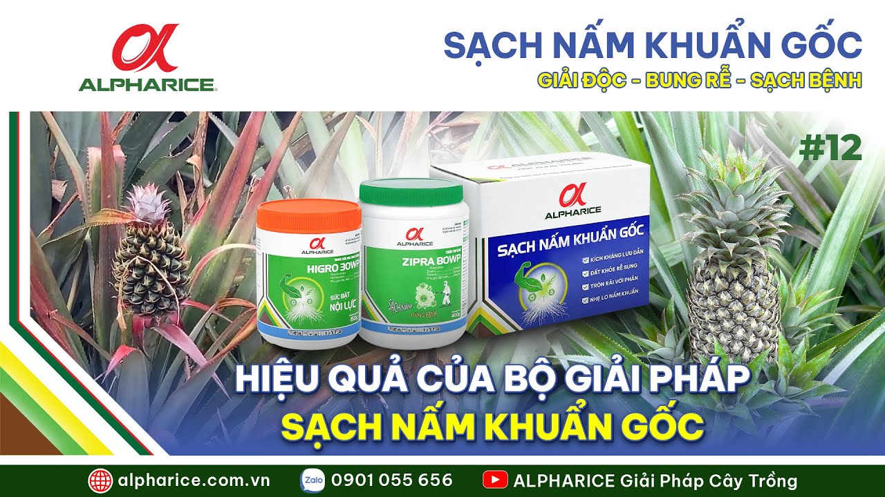 HIỆU QUẢ CỦA BỘ GIẢI PHÁP SẠCH NẤM KHUẨN GỐC