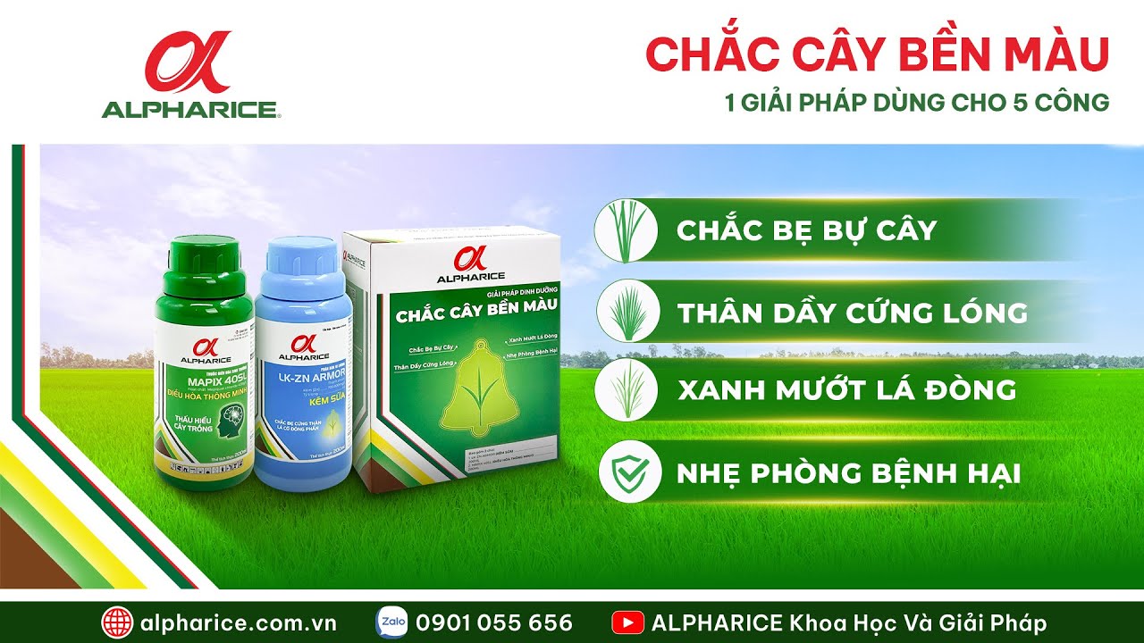 Giải Pháp CHẮC CÂY BỀN MÀU xanh lá, cứng cây, hạn chế đổ ngã