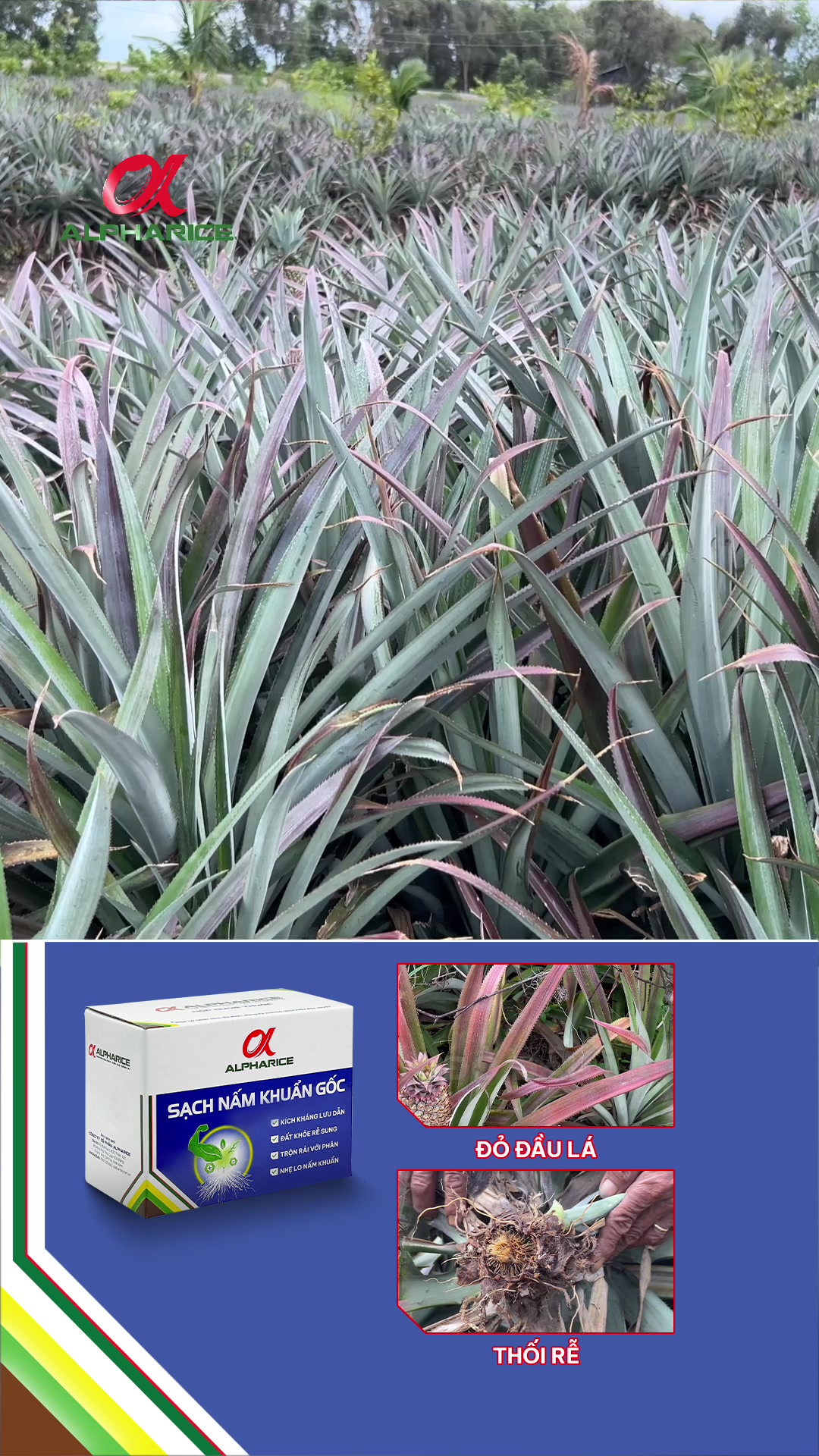 Khóm nay bị đỏ dần không rõ lý do. Đâu mới là nguyên nhân