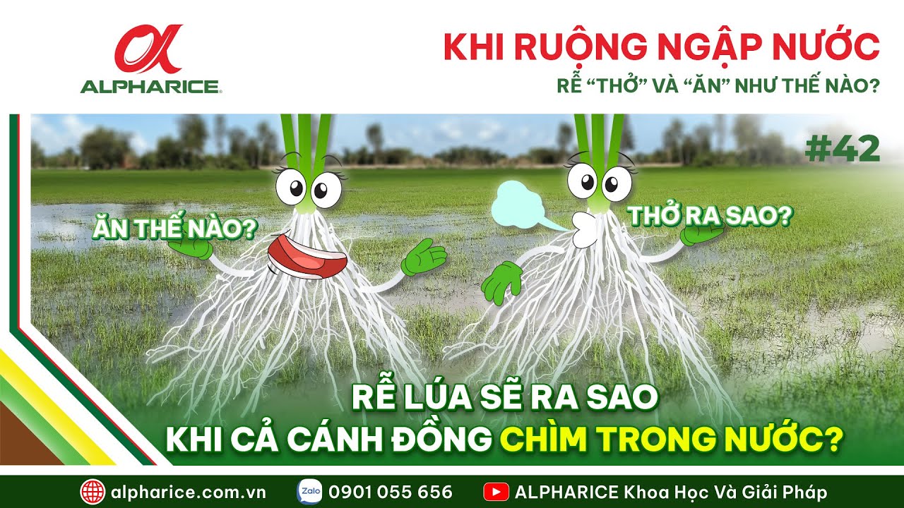 RỄ "THỞ" NHƯ THẾ NÀO? "ĂN" NHƯ THẾ NÀO KHI CẢ CÁNH ĐỒNG ĐỀU NGẬP NƯỚC?