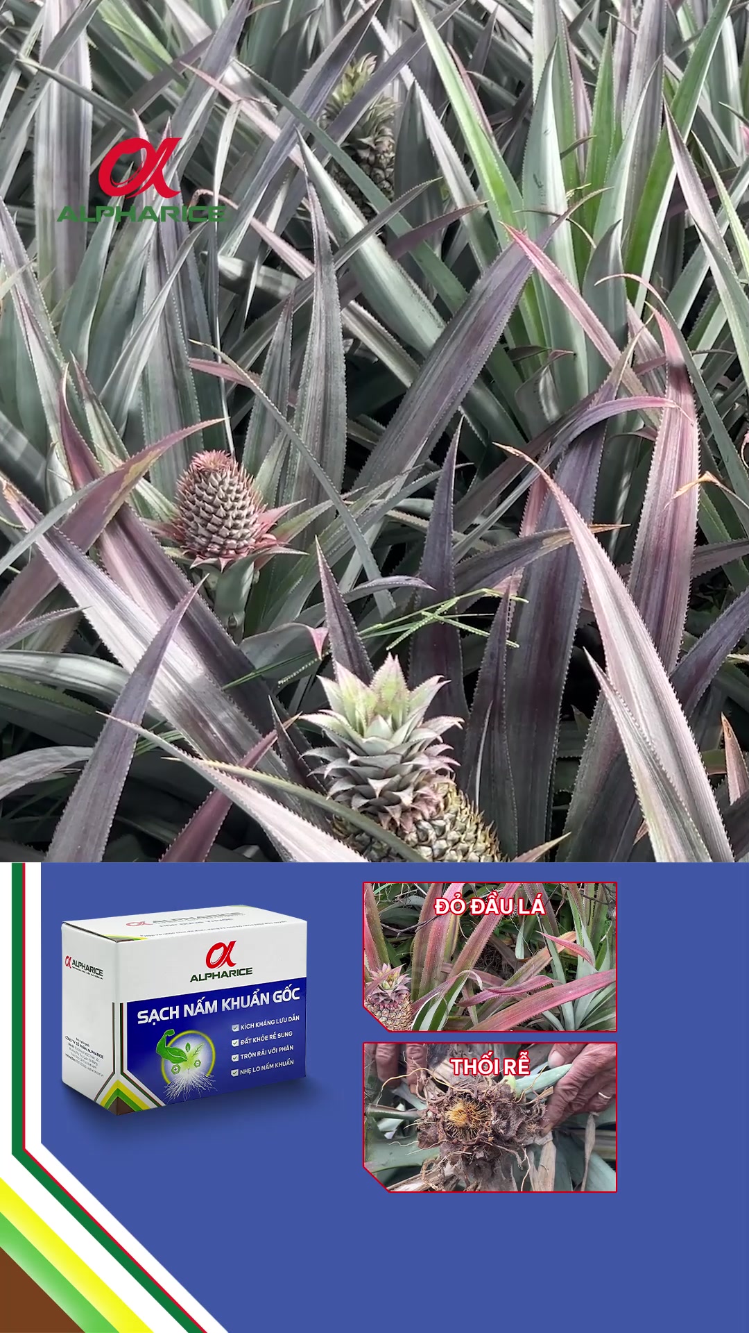 Cứu vườn khóm khỏi bệnh đỏ lá, thối rễ