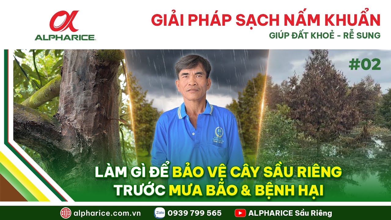 BẢO VỆ VƯỜN SẦU RIÊNG KHỎI BỆNH HẠI TẤN CÔNG TRONG GIAI ĐOẠN NGẬP ÚNG MƯA NHIỀU 2025