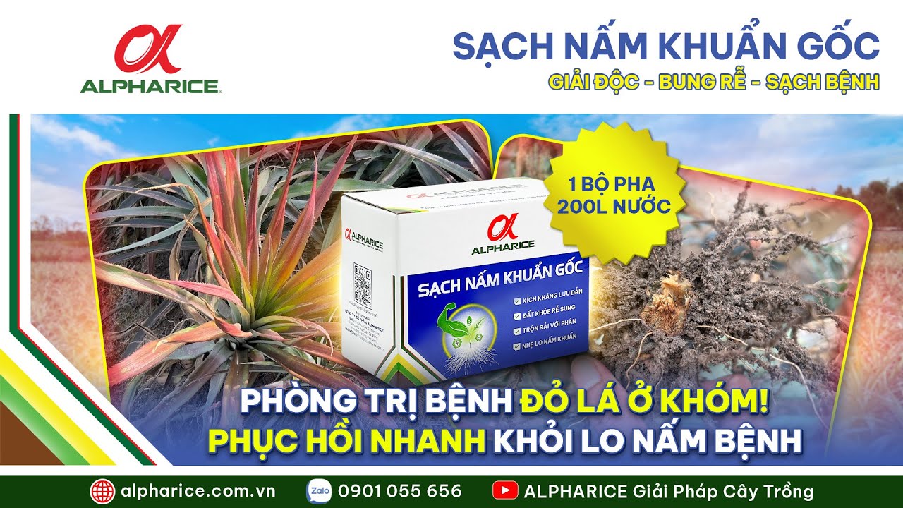 PHÒNG TRỊ BỆNH ĐỎ LÁ Ở KHÓM! PHỤC HỒI NHANH KHỎI LO NẤM KHUẨN