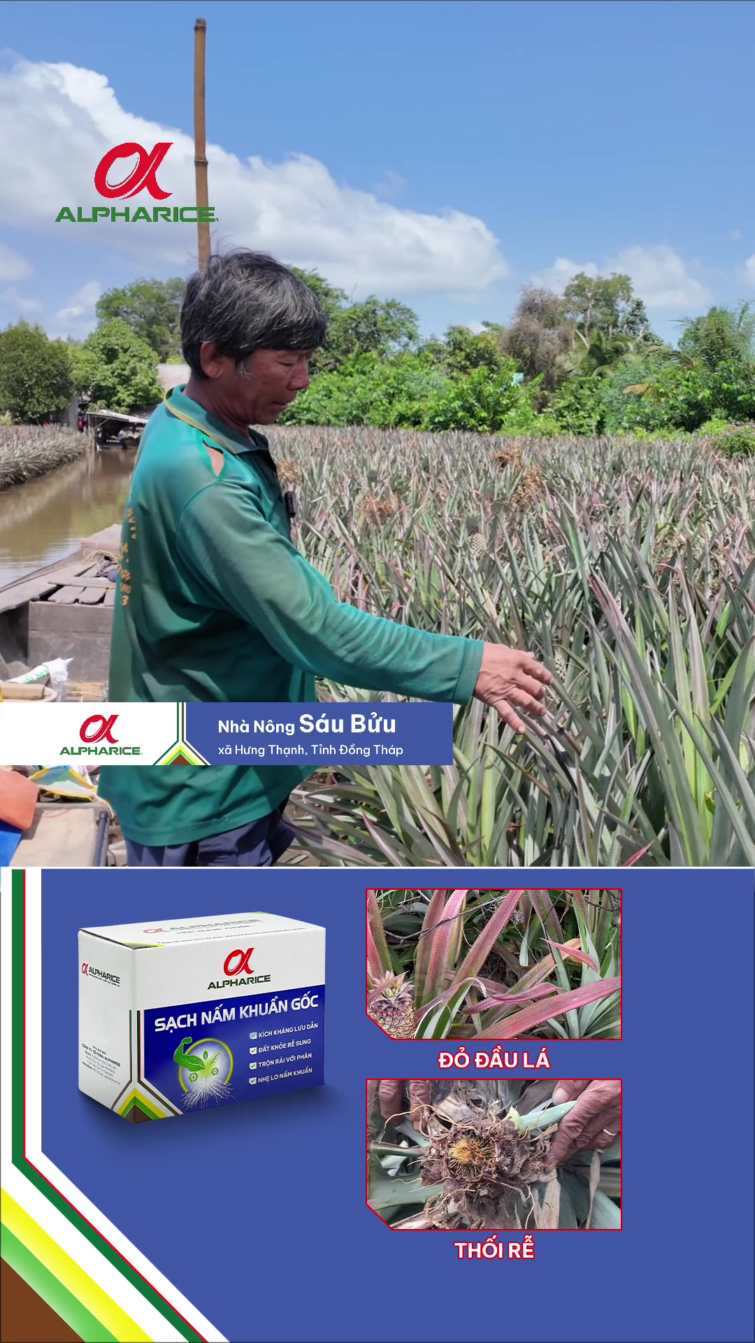 Khóm khỏe, rễ mạnh, lá xanh. Bí quyết giải đỏ lá, thối rễ được bà con tin dùng!