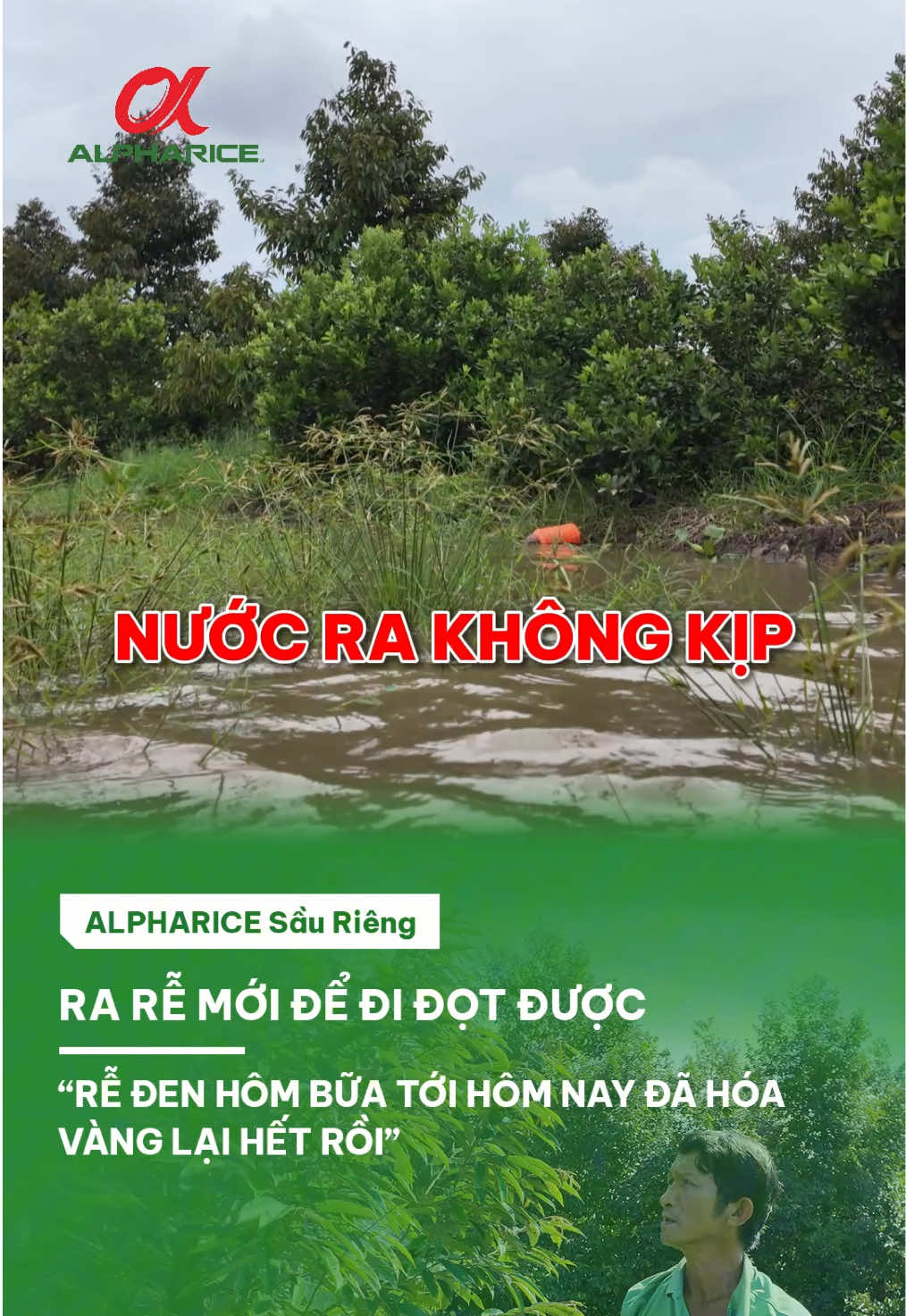 Giải quyết úng rễ, thối rễ sầu riêng do ngập nước với bộ giải pháp