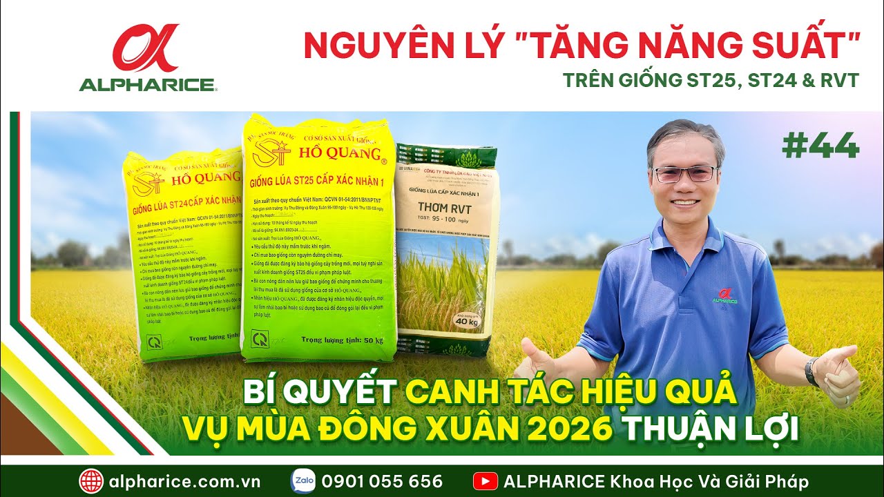 NGUYÊN LÝ “TĂNG NĂNG SUẤT" CẦN CÓ ĐỂ CANH TÁC ST25, ST24 VÀ LÚA THƠM RVT ĐÔNG XUÂN 2026