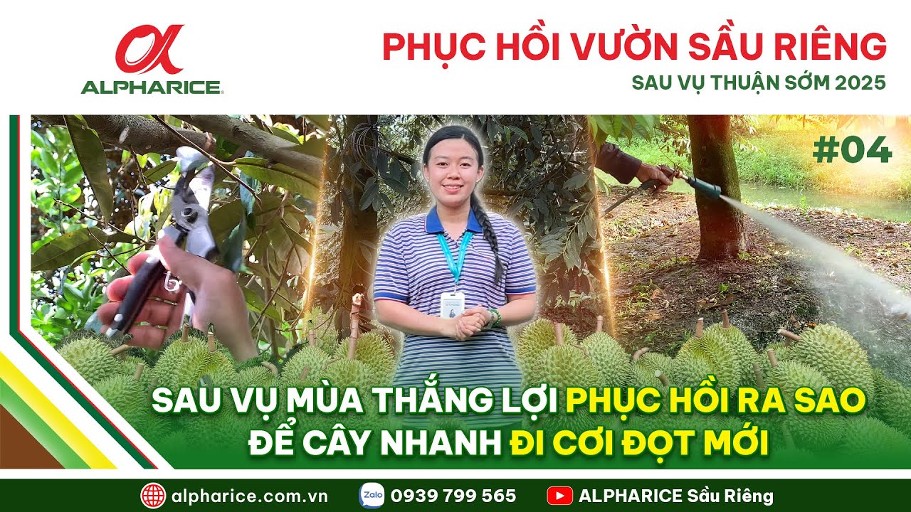 CÁC BƯỚC PHỤC HỒI VƯỜN SAU THU HOẠCH - SẦU RIÊNG MÙA THUẬN SỚM 2025