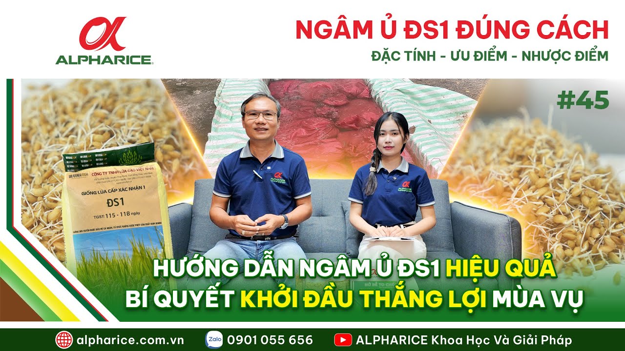 GIỐNG LÚA ĐS1: ĐẶC TÍNH GIỐNG - ƯU ĐIỂM, NHƯỢC ĐIỂM VÀ HƯỚNG DẪN NGÂM Ủ HIỆU QUẢ