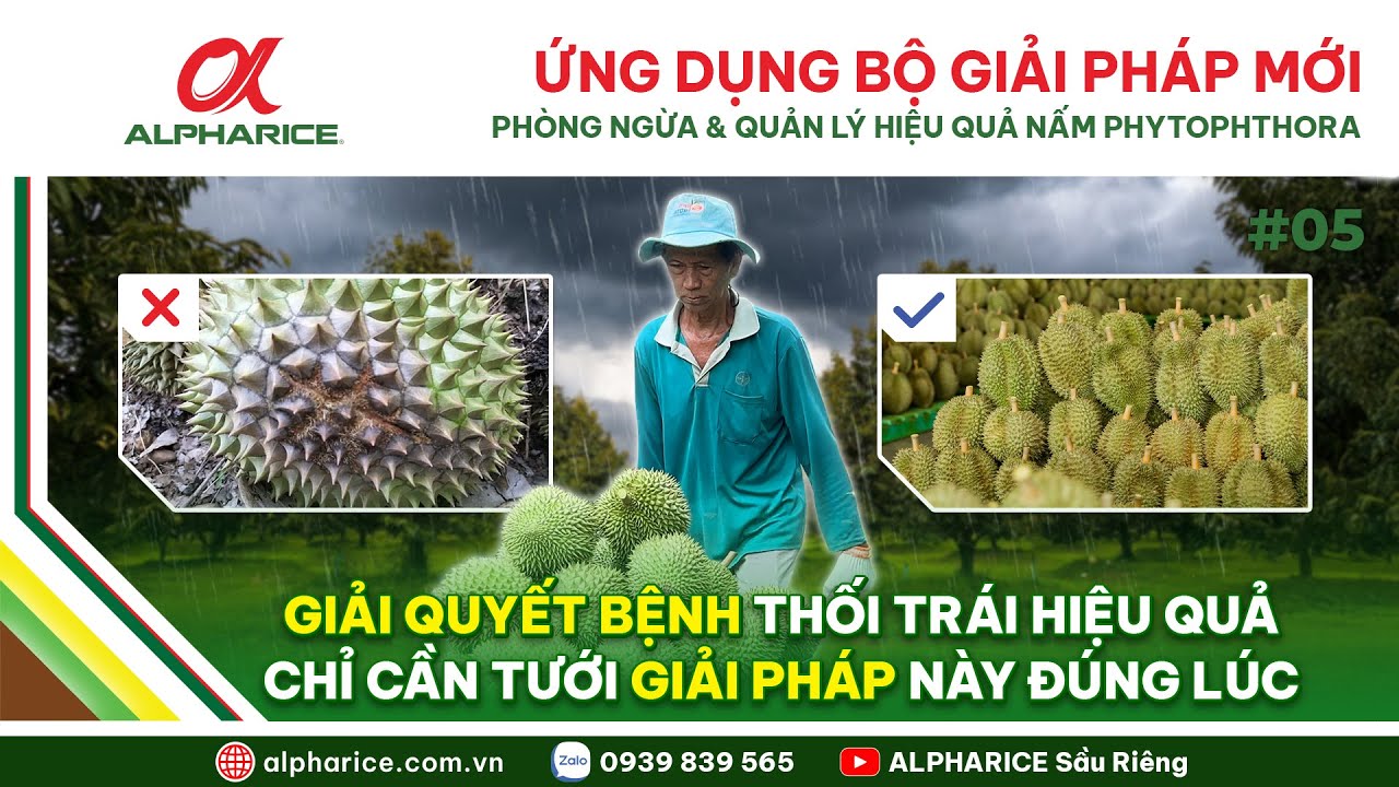 CHỈ CẦN ỨNG DỤNG GIẢI PHÁP NÀY ĐÚNG LÚC GIẢI QUYẾT BỆNH THỐI TRÁI HIỆU QUẢ &TIẾT KIỆM