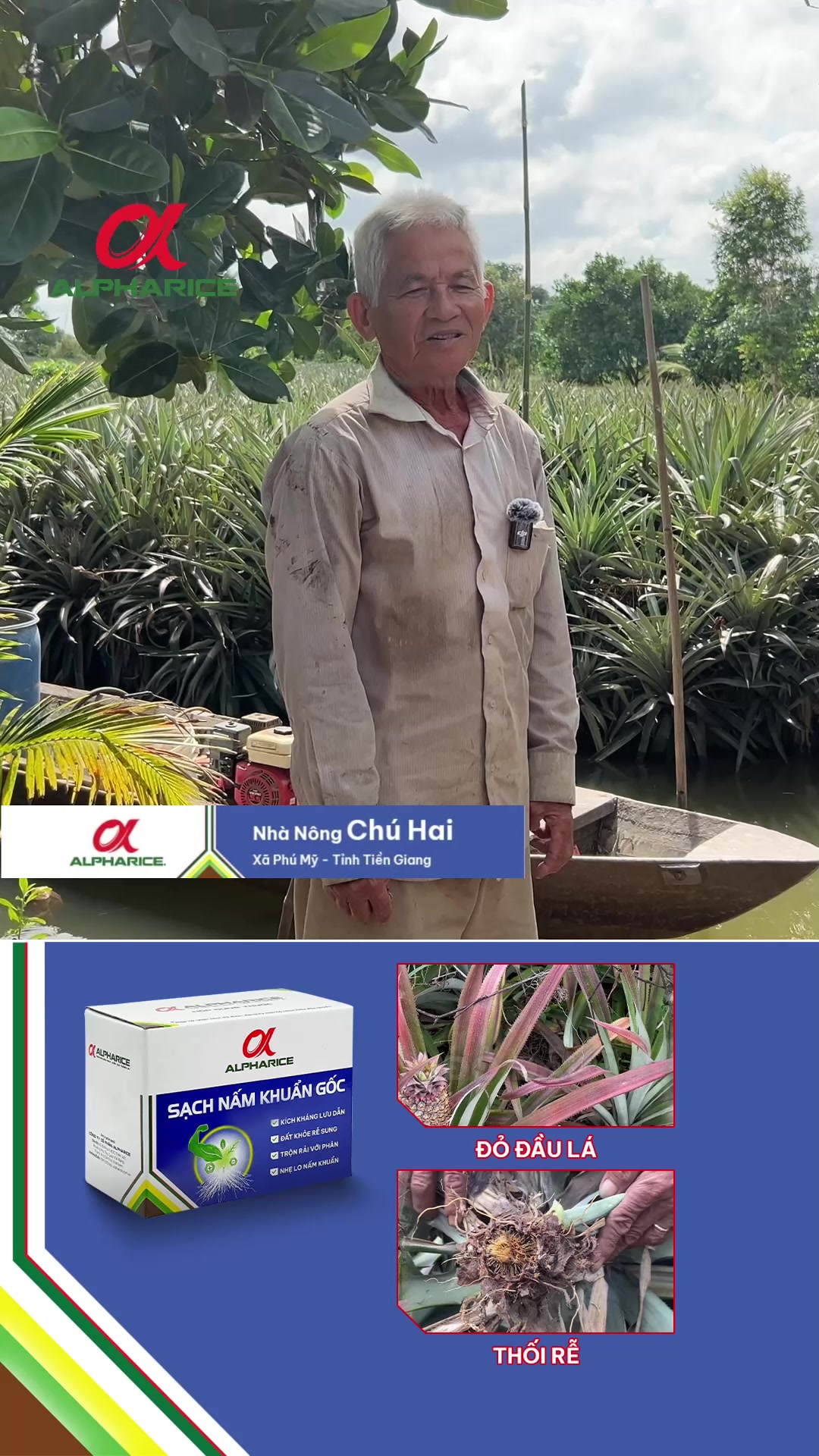 Nỗi lo lắng của bà con khi khóm bệnh đỏ lá, thối rễ