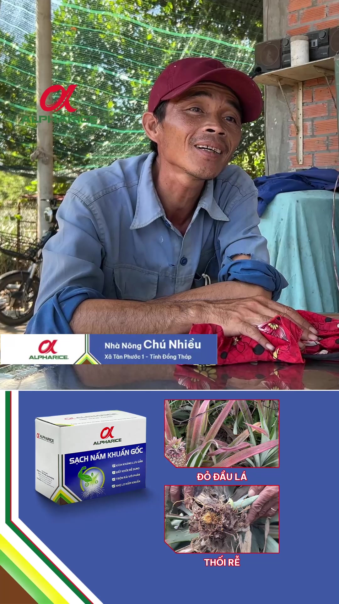 Bà con chia sẻ điều gì về bệnh đỏ lá, thải rễ trên khóm