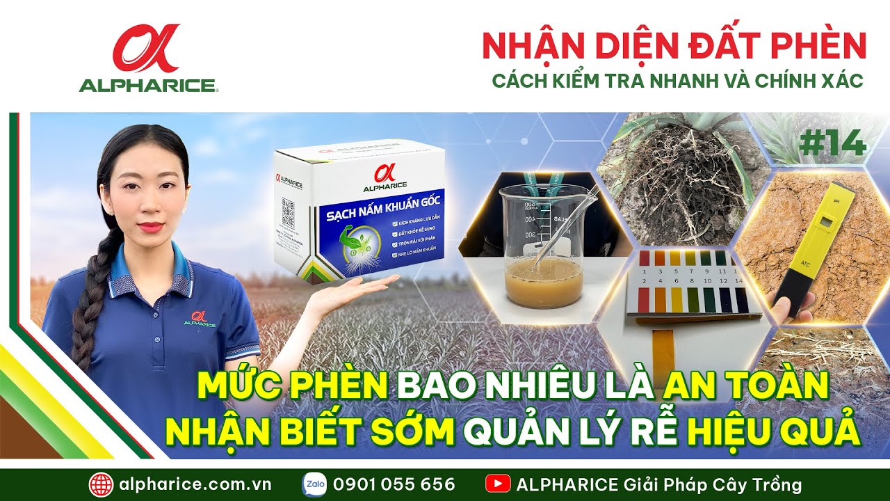 NHẬN DIỆN MỨC ĐỘ PHÈN TRONG ĐẤT TRỒNG KHÓM – CÁCH KIỂM TRA NHANH & CHÍNH XÁC