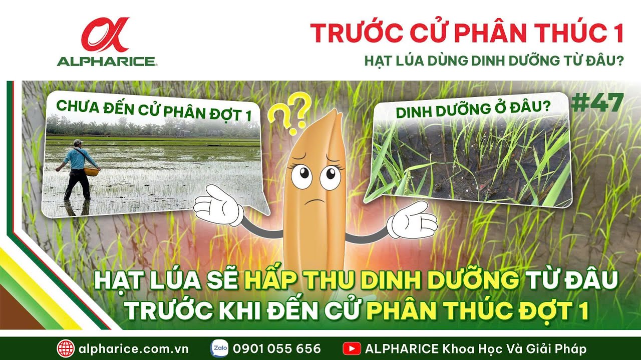 TRƯỚC CỬ PHÂN THÚC ĐỢT 1 - HẠT LÚA DÙNG DINH DƯỠNG Ở ĐÂU ĐỂ PHÁT TRIỂN